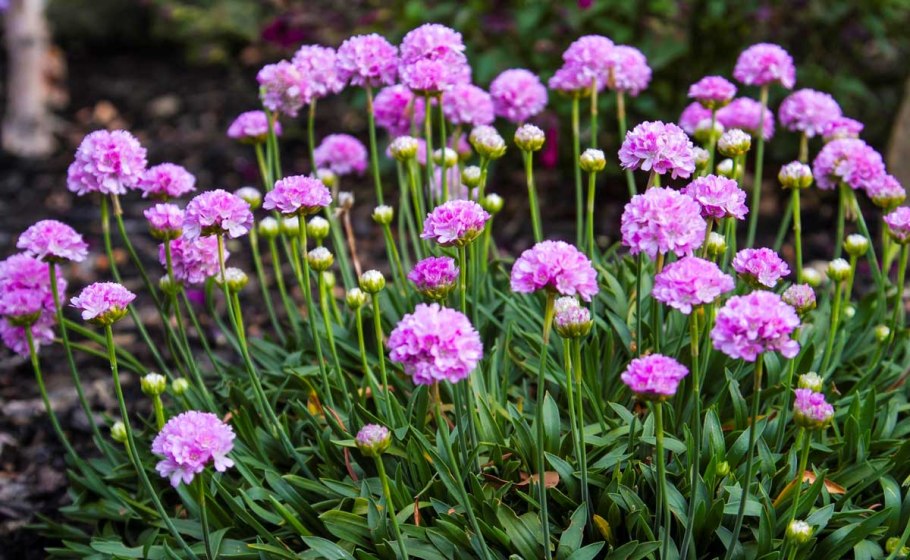 Армерия обыкновенная