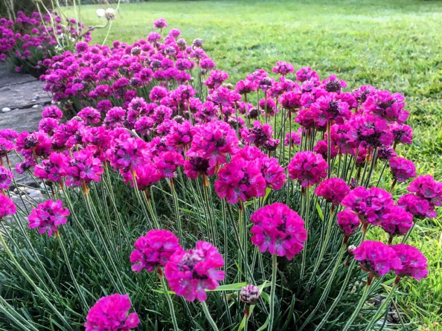 Армерия Приморская Vesuvius