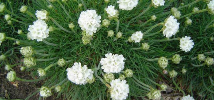 Армерия дернистая