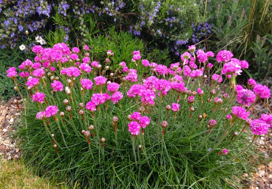 Армерия дернистая