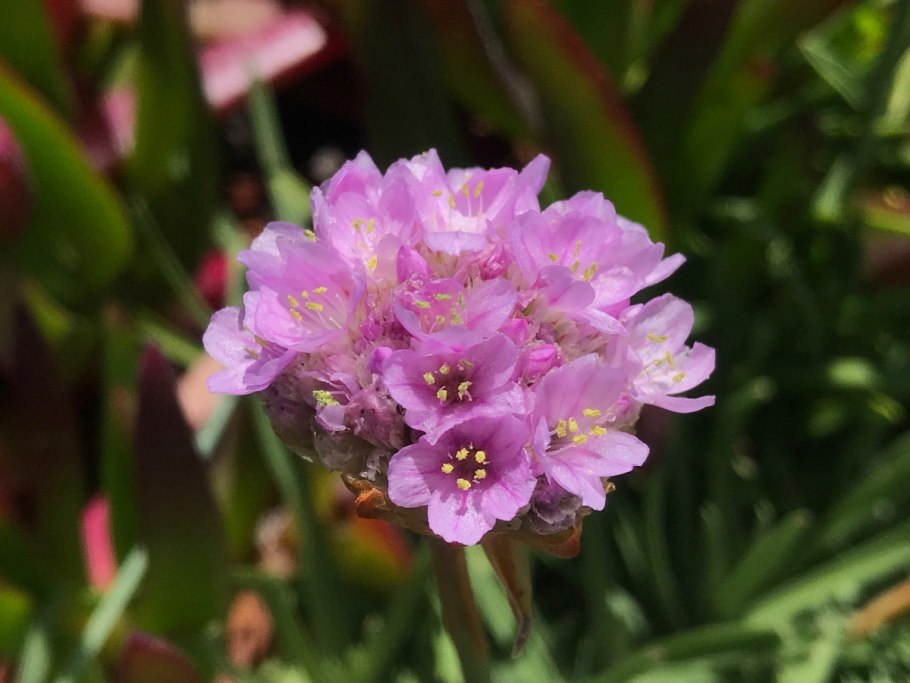 Армерия Маритима Розеа