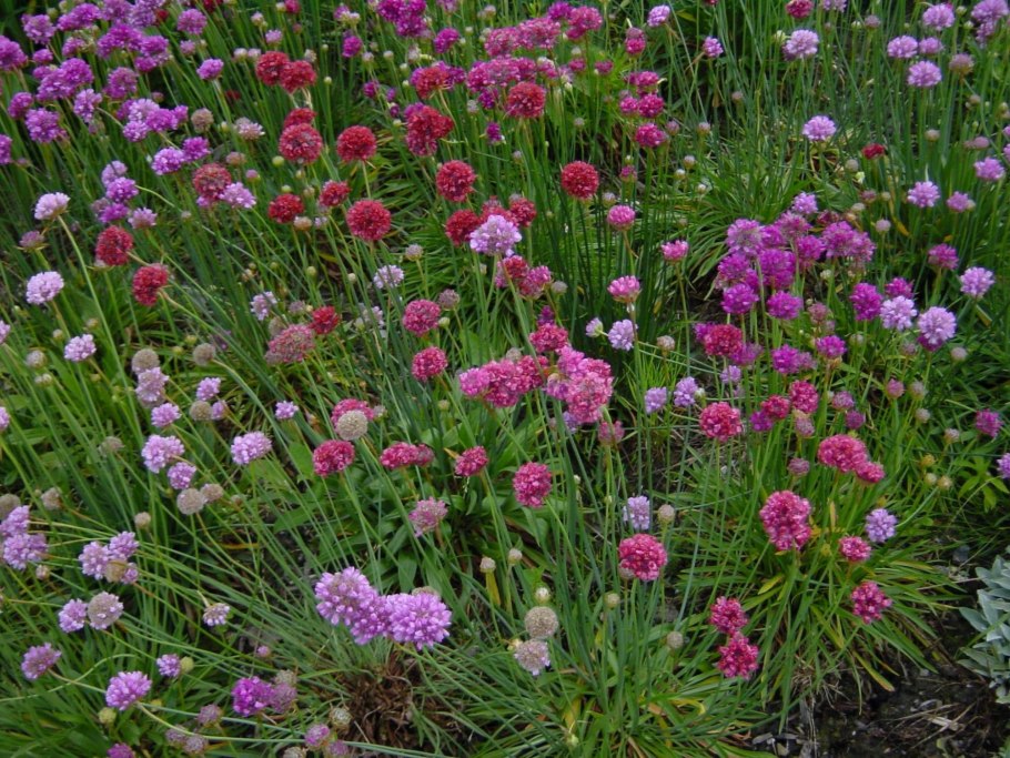 Армерия Ариадна