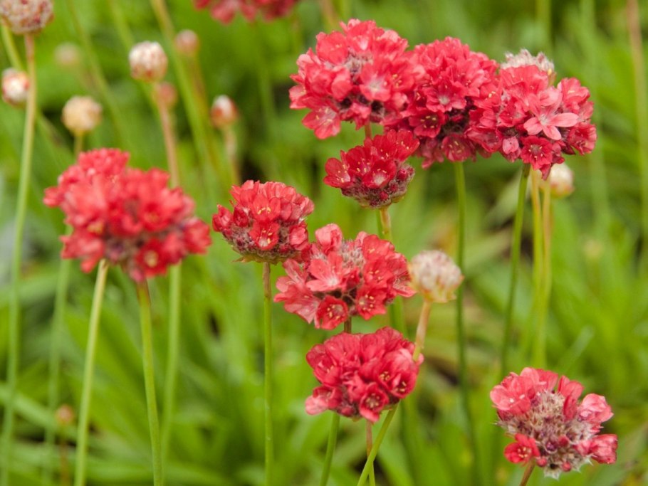 Армерия Приморская