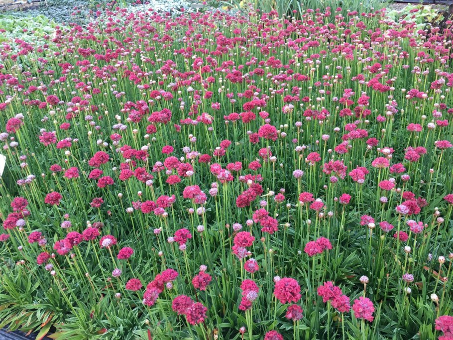 Армерия ложноармерия Ballerina Red