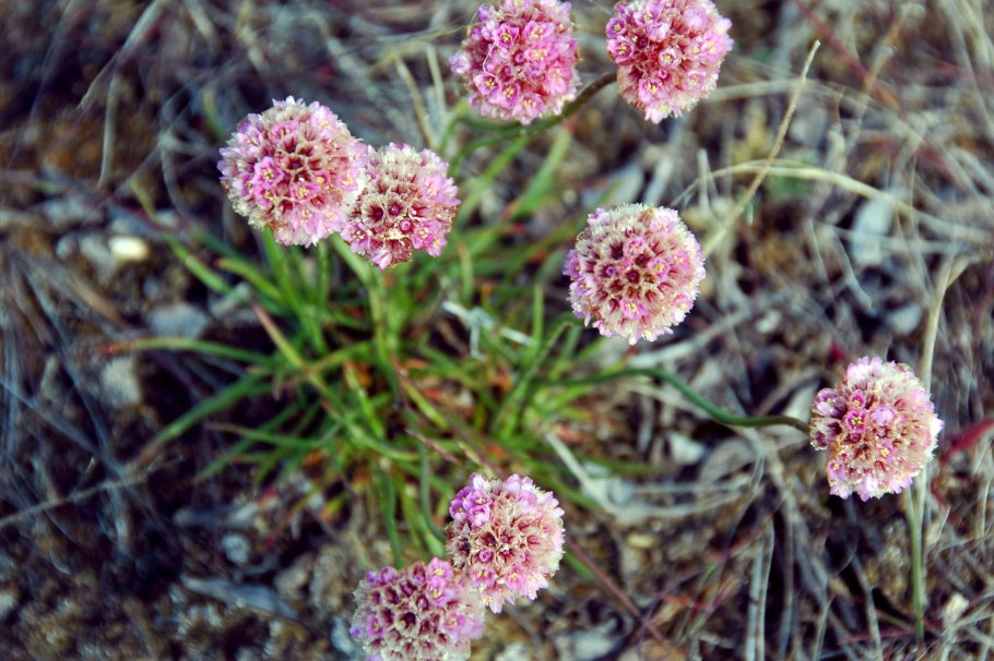 Армерия вельвича