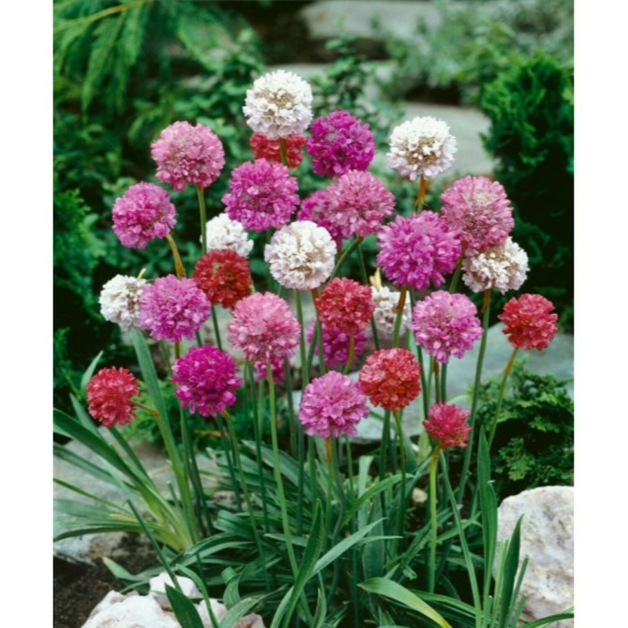 Армерия балерина ред