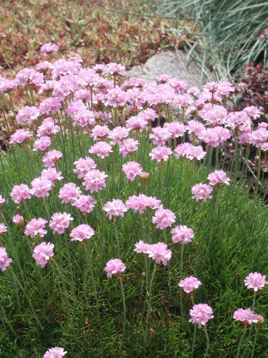 Армерия Альпийская