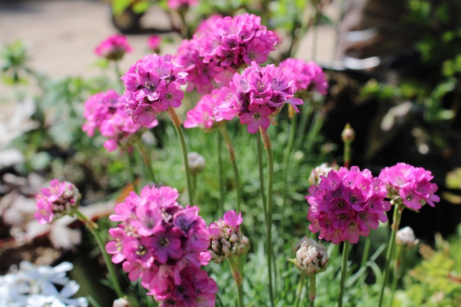 Армерия на клумбе