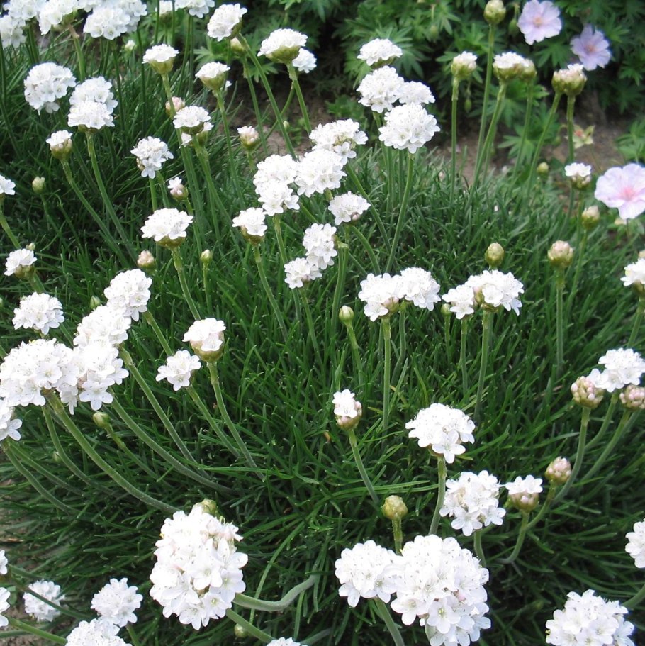 Армерия Альба