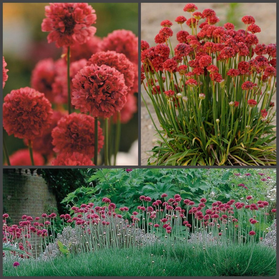 Армерия ложноармерия балерина