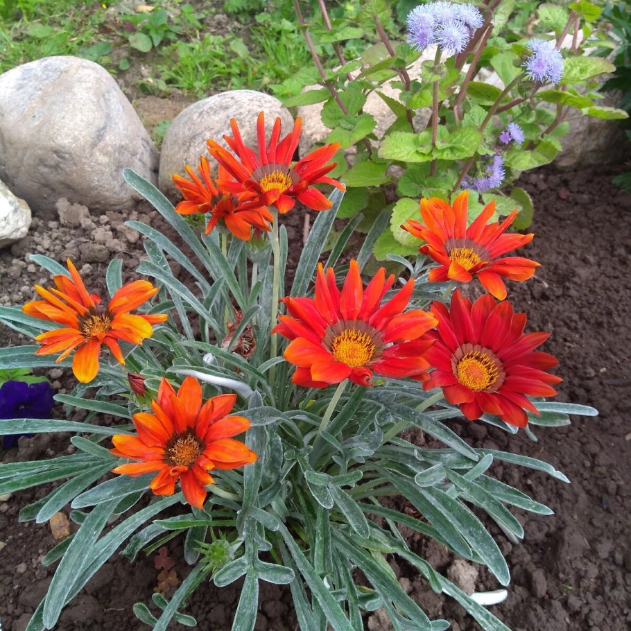 Гацания Муза