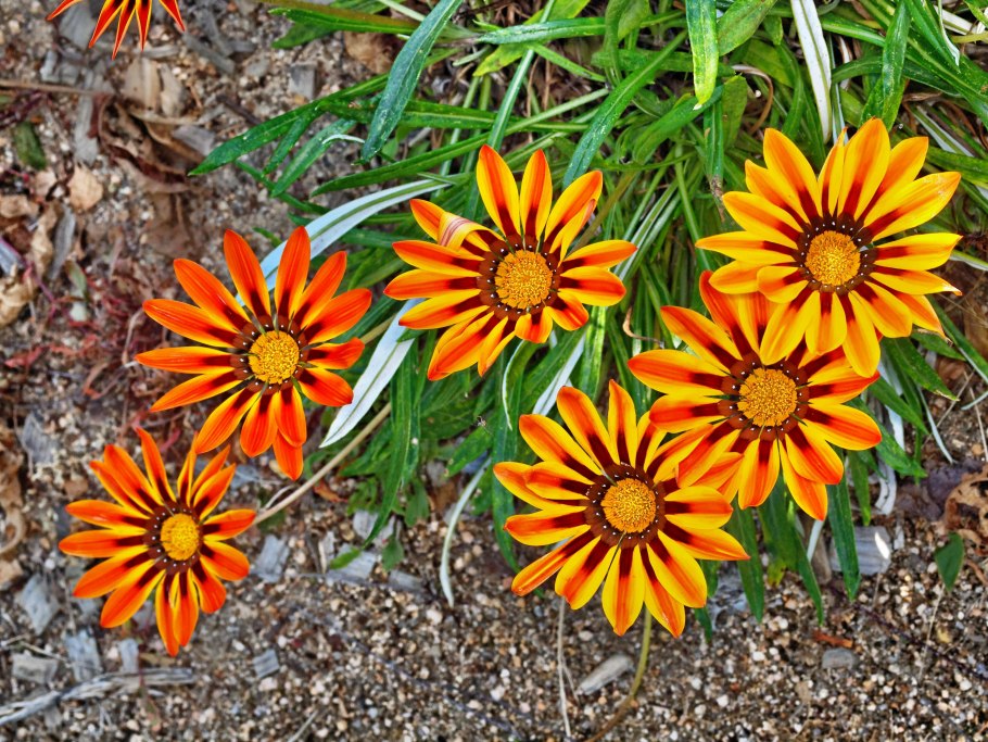 Гацания жестколистная