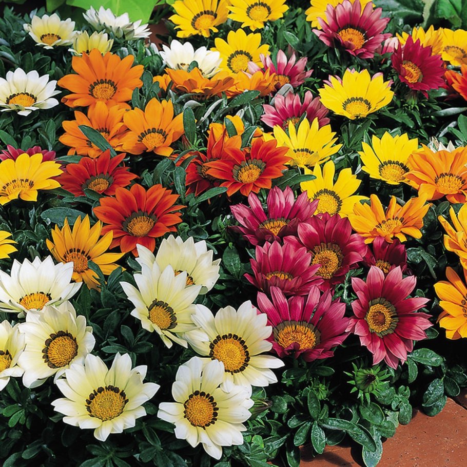 Гацания Фрости Кисс