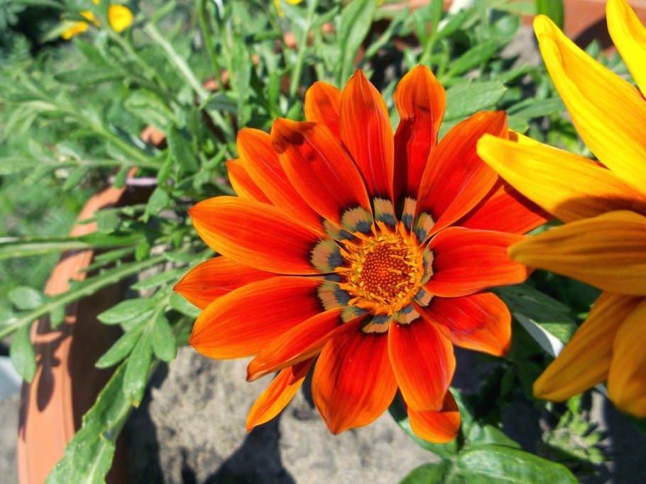 Гацания, газания, гацания