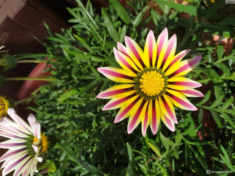 Гацания длиннострелковая