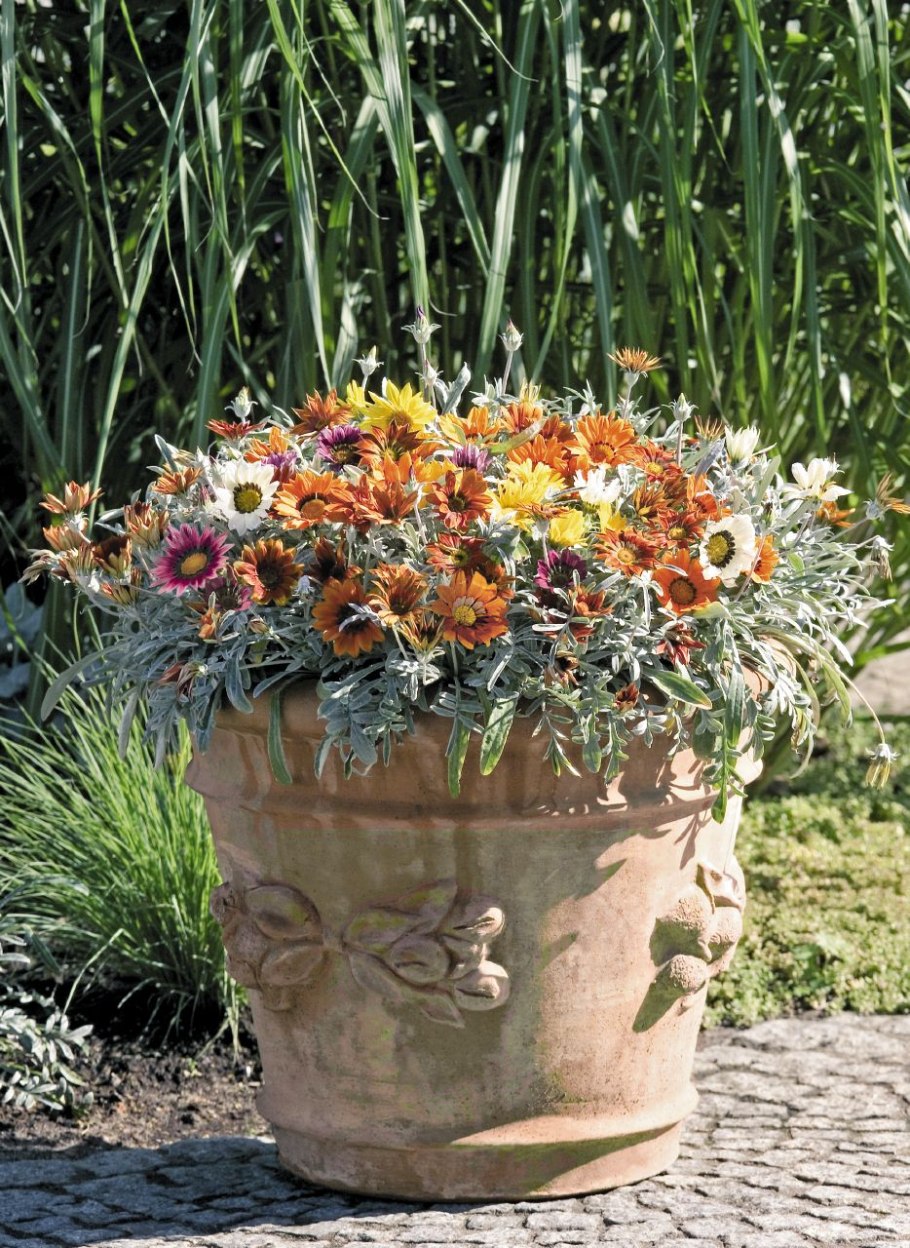 Газания на клумбе