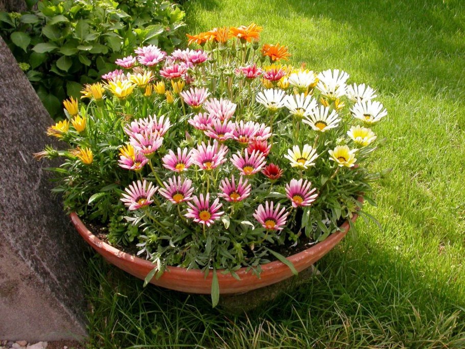 Гацания остеоспермум