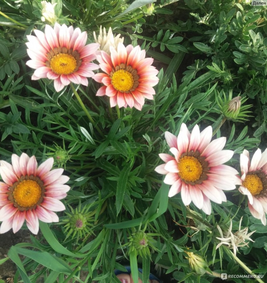 Гацания, газания, гацания