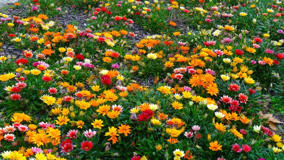 Гацания в цветнике