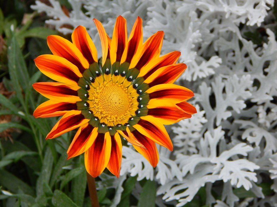 Гацания, газания, гацания