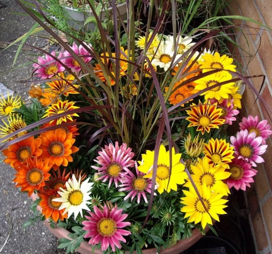 Газания Брайт микс