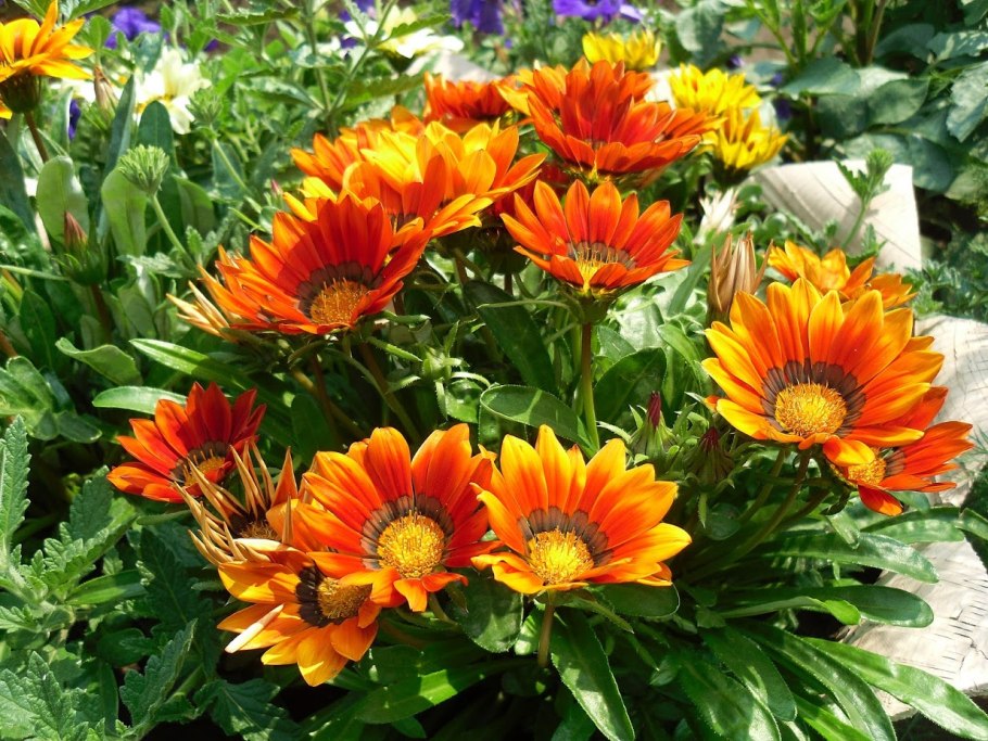 Гацания Кисс оранж