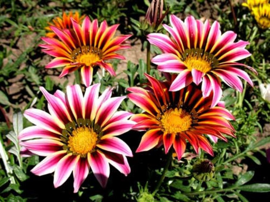 Гацания Нью дей микс