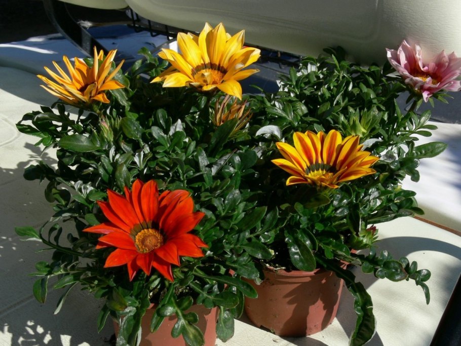 Гацания жасминовидная