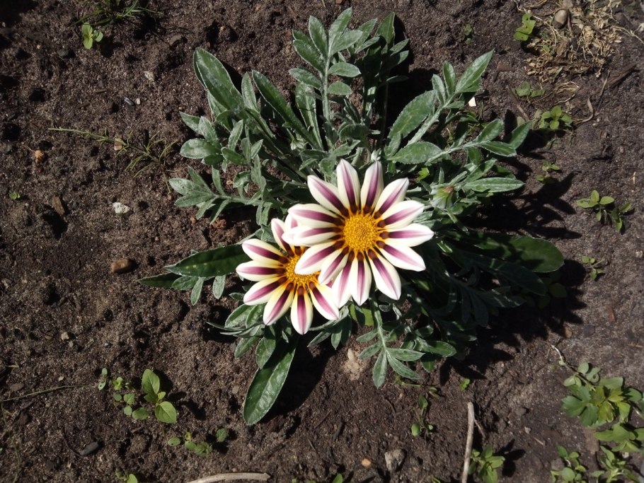 Газания гибридная смесь