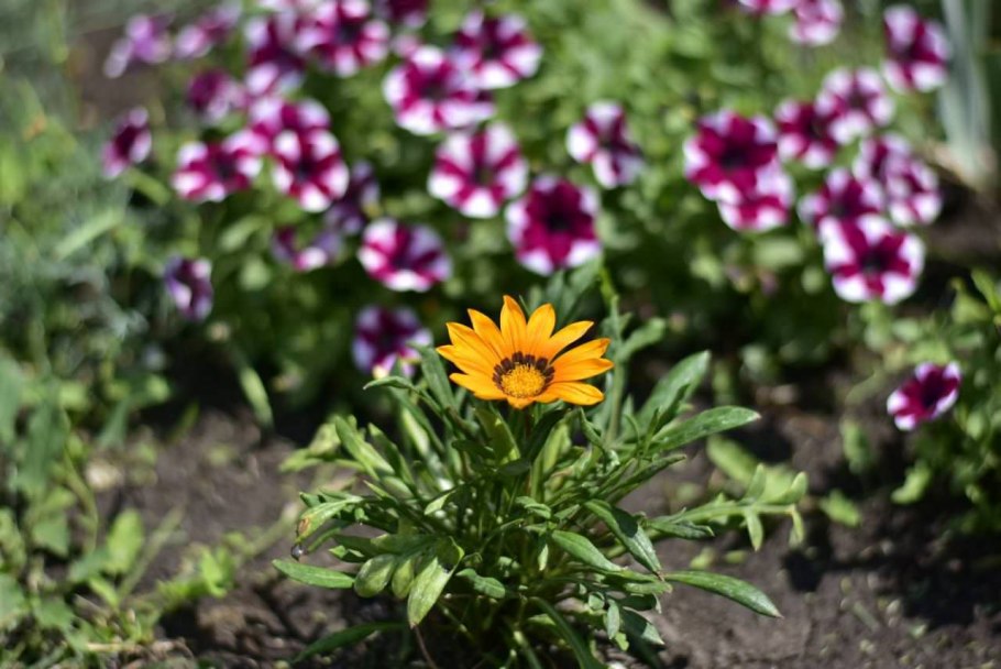 Вербена и гацания