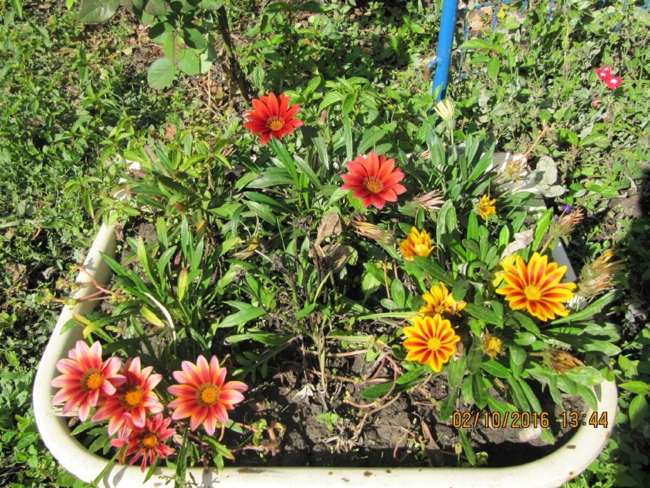 Гацания и бархатцы