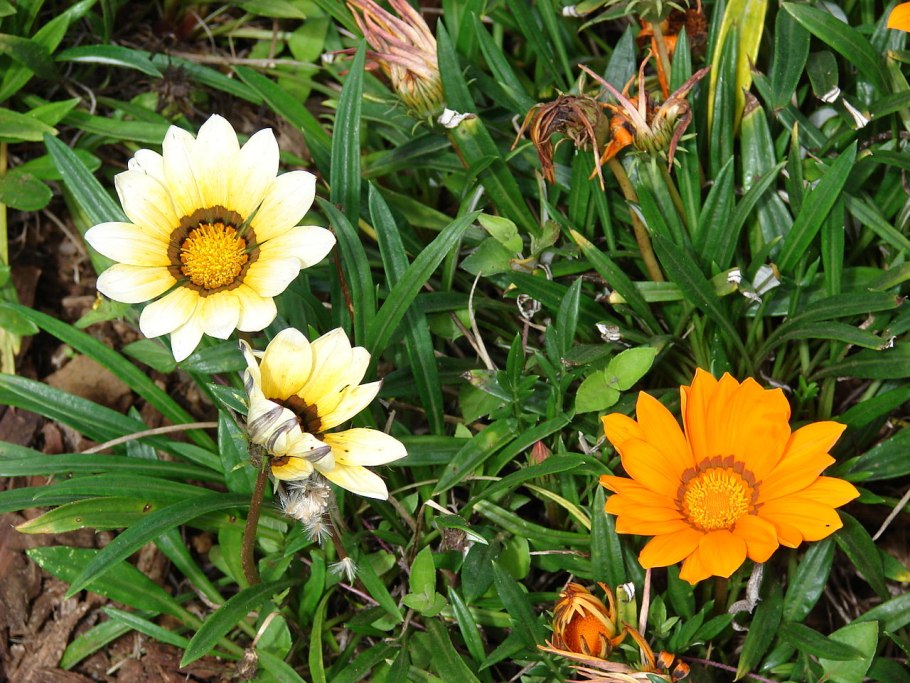 Гацания бордюрная смесь