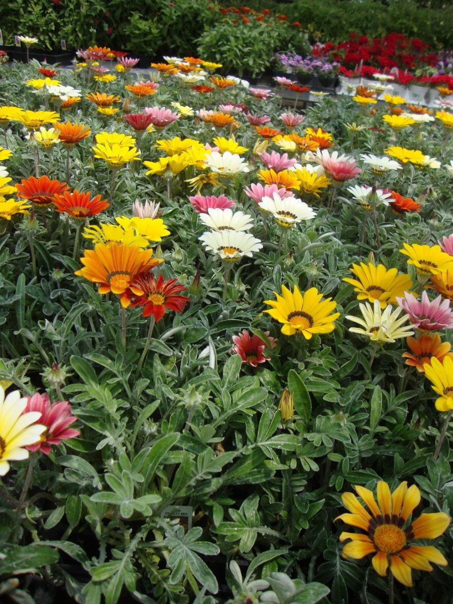 Гацания, газания, гацания