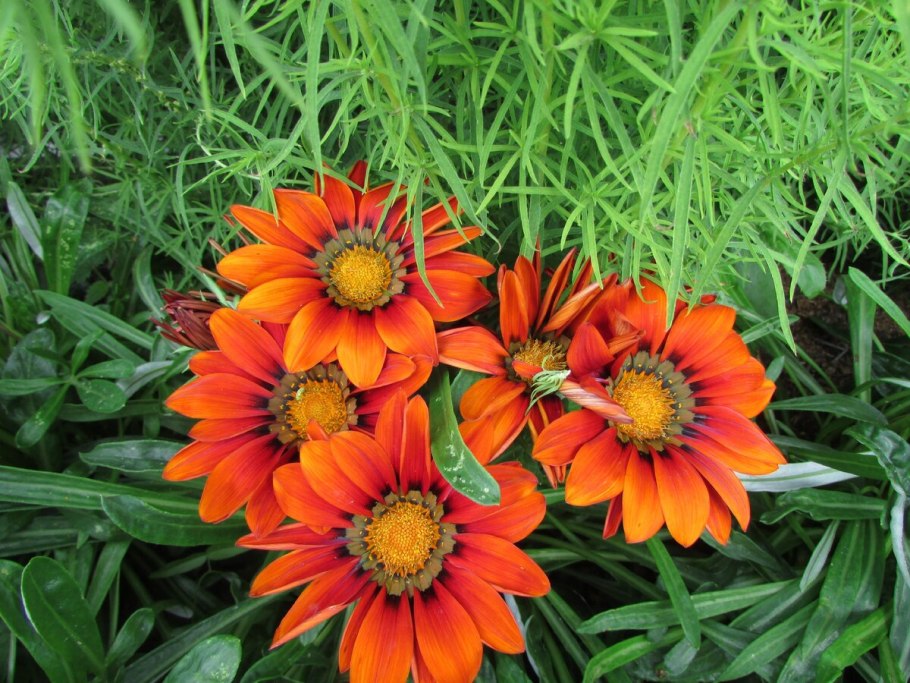 Гацания длиннострелковая