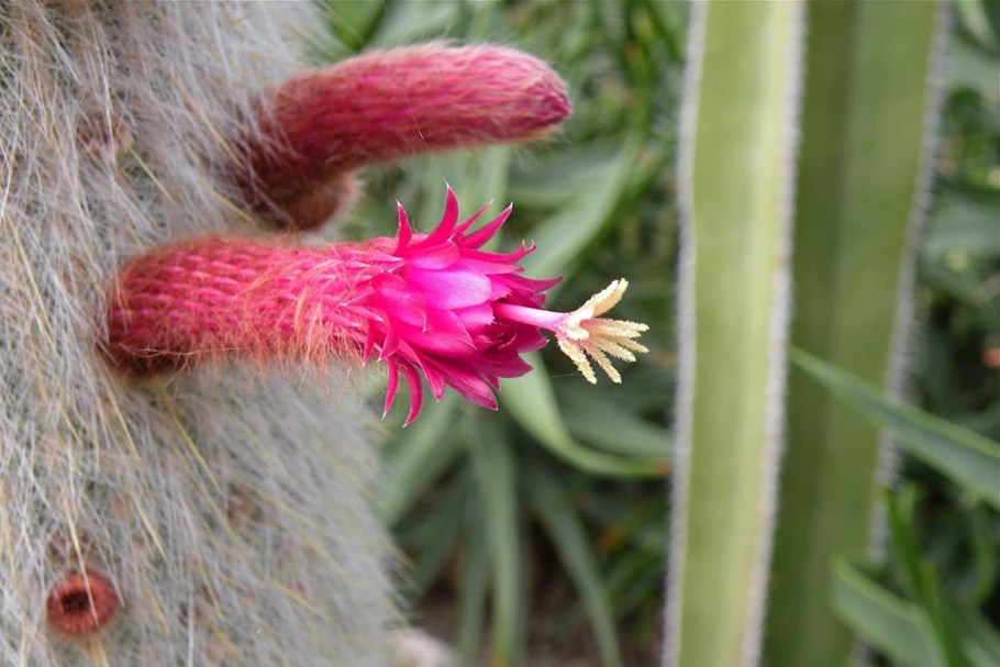 Клейстокактус Штрауса (Cleistocactus Strausii)