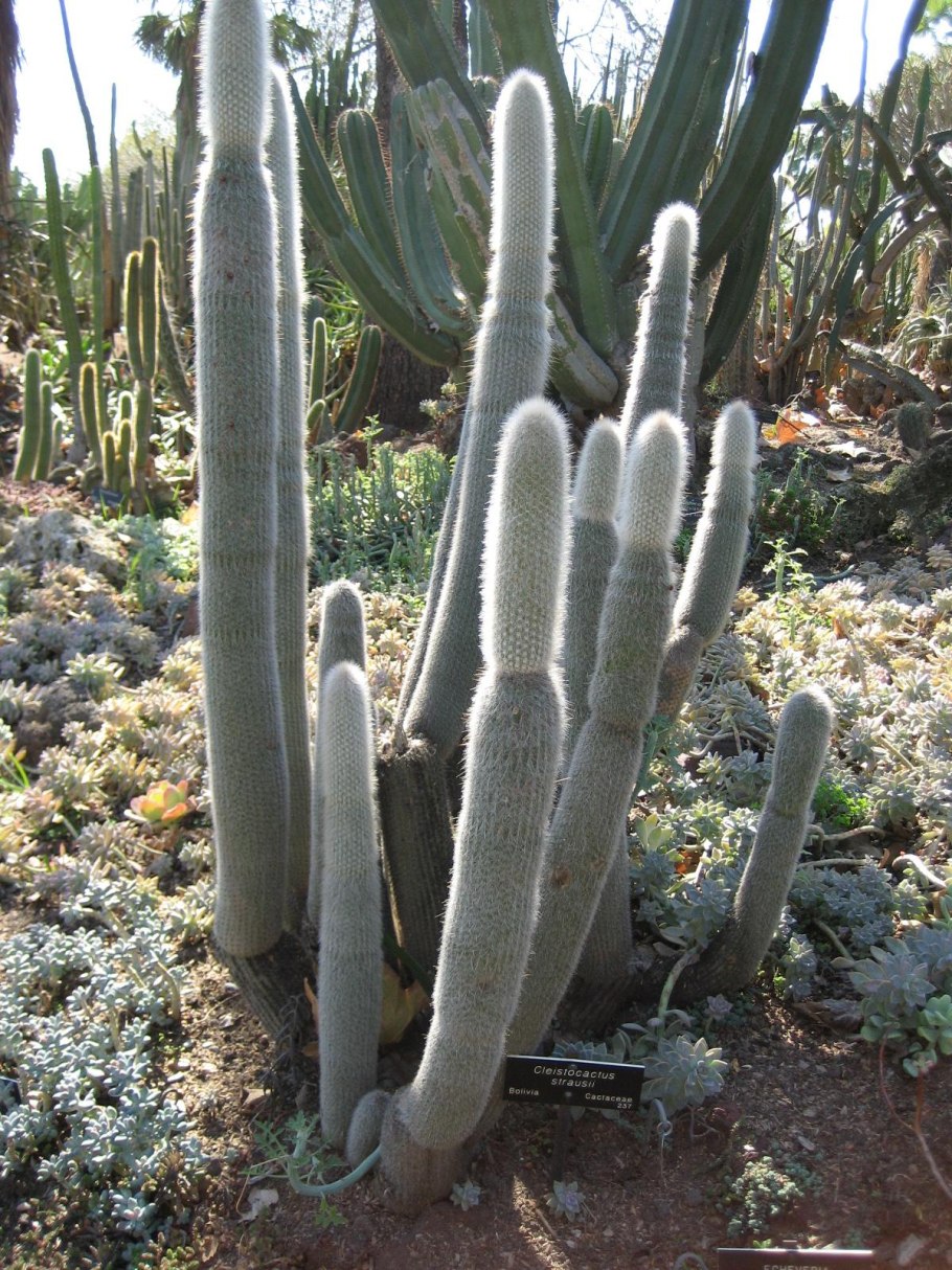 Cleistocactus baumannii