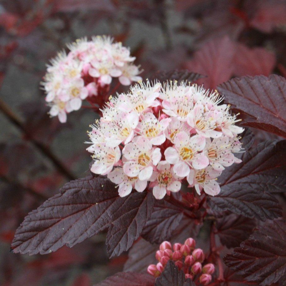 Пузыреплодник калинолистный Diablo