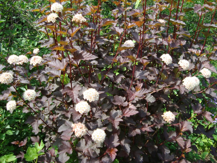 Пузыреплодник калинолистный Литтл Джокер