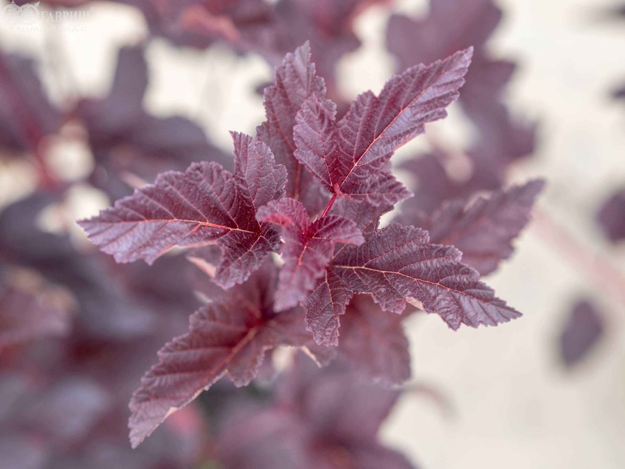 Пузыреплодник калинолистный diable dor