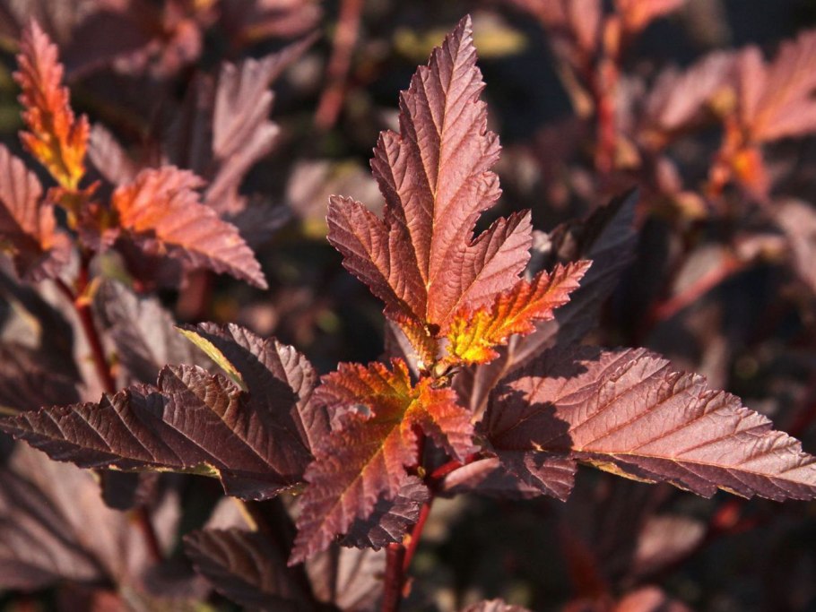 Пузыреплодник калинолистный Diabolo