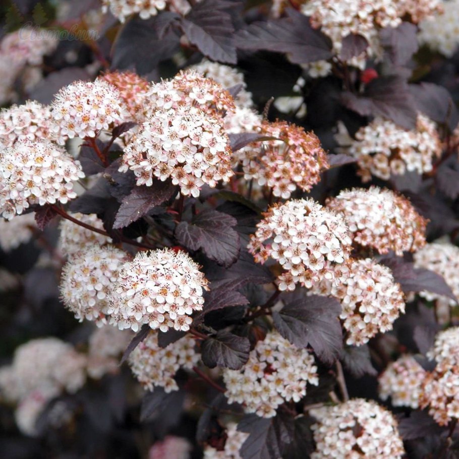 Пузыреплодник калинолистный Diabolo