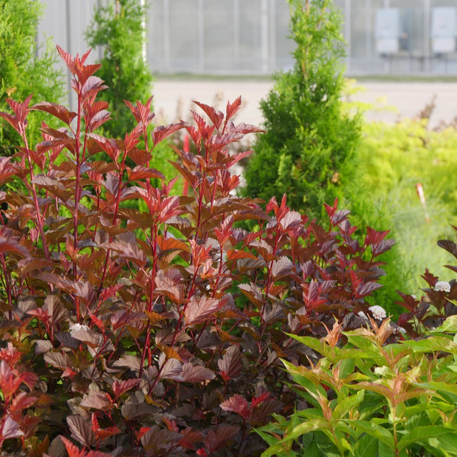 Пузыреплодник Амбер Джубили