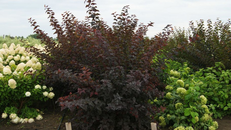 Пузыреплодник калинолистный Physocarpus opulifolius Andre