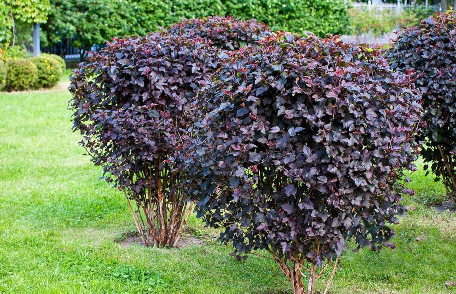 Пузыреплодник калинолистный Diabolo