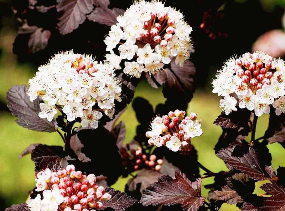 Пузыреплодник в снегу