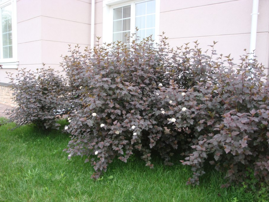 Пузыреплодник калинолистный диабло