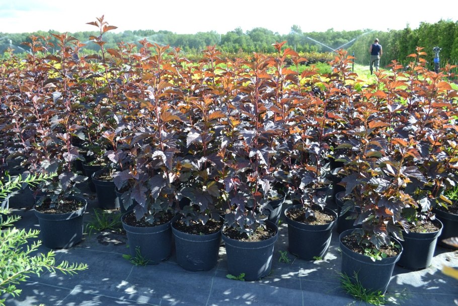 Черенки пузыреплодник диабло Окс