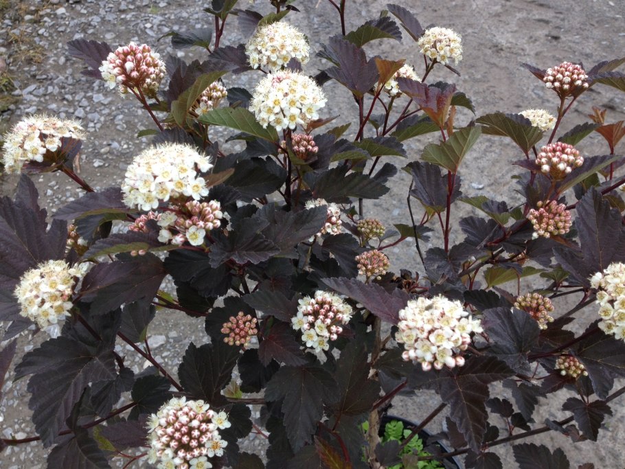 Пузыреплодник диабло