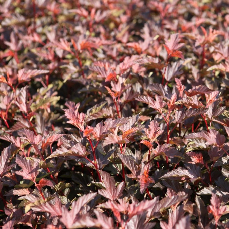 Пузыреплодник калинолистный diable d'or