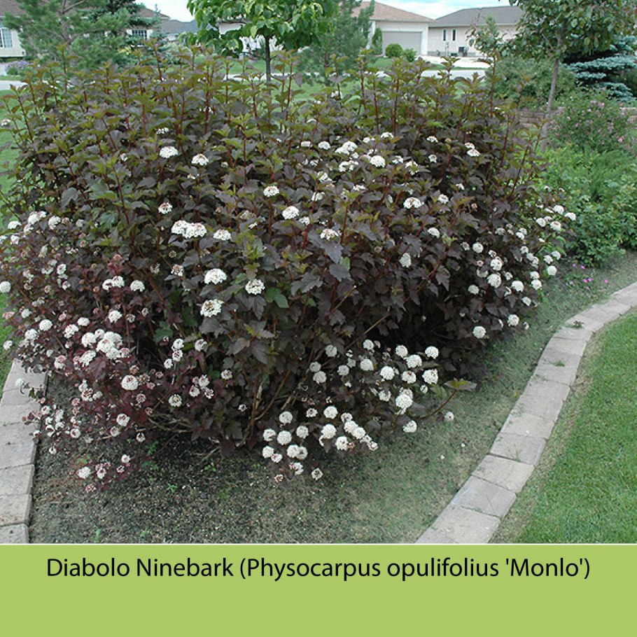 Пузыреплодник диабло изгородь